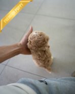 CAMILLE & OWEN - FEMALE & MALE (PURCHASED by ELVIRA) - Image 6