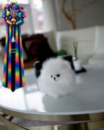 BOO - MALE (PURCHASED by CALLIE)