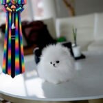 BOO - MALE (PURCHASED by CALLIE)