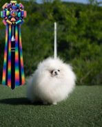 TAYLOR - MALE (PURCHASED by ZONG) - Image 3