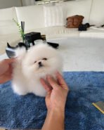 ROMEO - MALE (PURCHASED by BELL) - Image 4