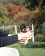 PHINEAS RAE - FEMALE (PURCHASED by AUBBRHEA)