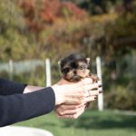 PHINEAS RAE - FEMALE (PURCHASED by AUBBRHEA)