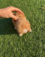 BENJI - MALE (PURCHASED by JINI) - Image 5