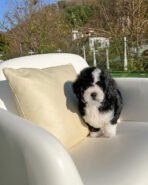 APOLLO - MALE (PURCHASED by PATRICK) - Image 3