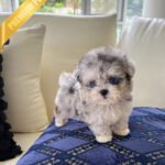 SELENE - FEMALE (PURCHASED by JENS)