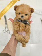 EWAN - MALE (PURCHASED by LEE) - Image 2