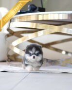 ROXY - FEMALE (PURCHASED by MAKITA)