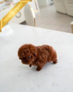 VELVET - FEMALE (PURCHASED by KALEY) - Image 5