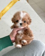 LYRA - FEMALE (PURCHASED by MICHELLE)