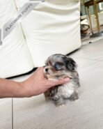 STERLING - MALE (PURCHASED by CATHERINE) - Image 3