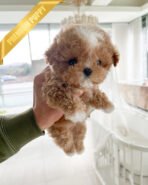 HENRY - MALE (PURCHASED by TONY) - Image 2