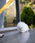 GLACIER - MALE (PURCHASED by MAKITA) - Image 3