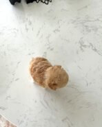 EWAN - MALE (PURCHASED by LAURA) - Image 5