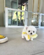 TOBY - MALE (PURCHASED by SAM) - Image 3