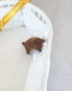 MONTY - MALE (PURCHASED by TAMARA) - Image 3