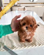 JESSICA - FEMALE (PURCHASED by SHIN) - Image 3