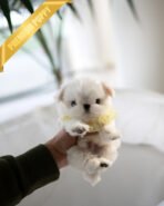 ANDRE - MALE (PURCHASED by GERARD) - Image 3