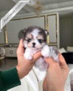 MARCO - MALE (PURCHASED by MICHAEL)