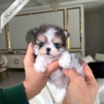 MARCO - MALE (PURCHASED by MICHAEL)