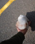 NUGGET - MALE (PURCHASED by SAPNA) - Image 6