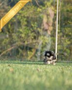 CALLI - FEMALE (PURCHASED by MARY) - Image 6