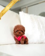 MONTY - MALE (PURCHASED by NICK) - Image 2