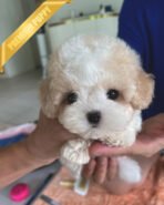 BEAU - MALE (PURCHASED by APURVA)