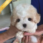 BEAU - MALE (PURCHASED by APURVA)