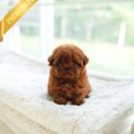 SIENNA - FEMALE (PURCHASED by SARA)