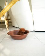 ROSIE - FEMALE (PURCHASED by NIKI) - Image 3