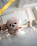 LYRA - FEMALE (PURCHASED by MARIA) - Image 2