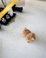 TOFFEE - FEMALE (PURCHASED by ALIREZA) - Image 5