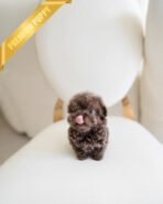 LOKI - MALE (PURCHASED by RIZZI) - Image 2