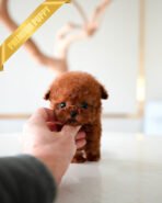 CINNAMON - FEMALE (PURCHASED by DANAE)