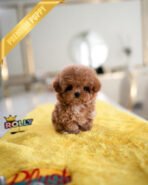 AMELIA - FEMALE - Image 2