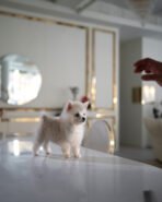 OSCAR - MALE (PURCHASED by COTRELL)