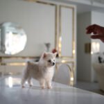 OSCAR - MALE (PURCHASED by COTRELL)