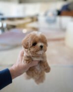 MELINA - FEMALE (PURCHASED by ALI) - Image 4