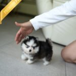 ROXY - FEMALE (PURCHASED by ANOOSHA)