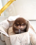 BROWNIE - MALE - Image 2