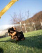 KOFI - MALE (PURCHASED by ASPEN) - Image 5