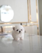 HUGO - MALE - Image 2