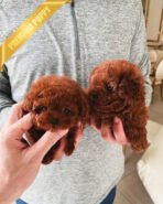 POODLES (PURCHASED by ADRIANA) - Image 2
