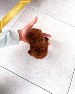 MISSY - FEMALE (PURCHASED by LISA) - Image 3