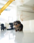 CHLOE - FEMALE (PURCHASED by QUEENIE) - Image 7