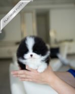 PANDA - FEMALE (PURCHASED by KATHY)