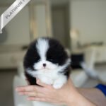 PANDA - FEMALE (PURCHASED by KATHY)