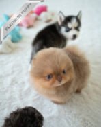 HERSHEY - MALE (PURCHASED by SABRINA) - Image 3