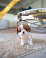 CHARLOTTE - FEMALE (PURCHASED by HEIDI)